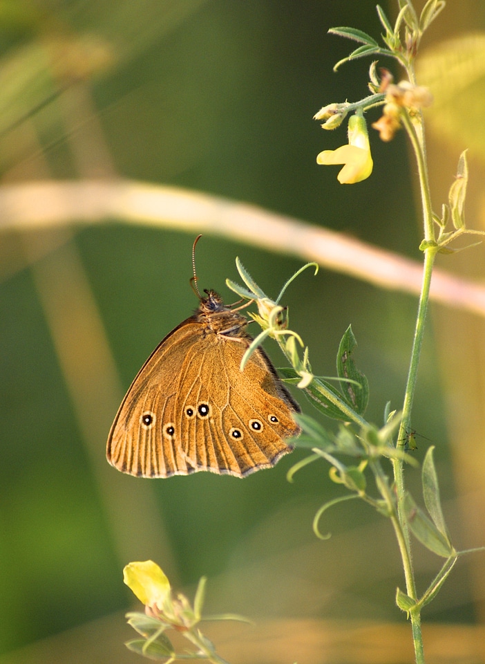 Insect nature flora