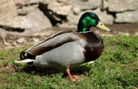 Mallard, Male.
