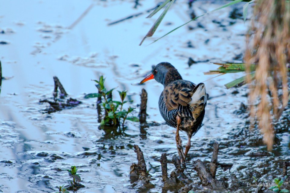 Frango-d’água (Rallus aquaticus)