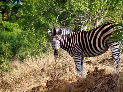 Zebra