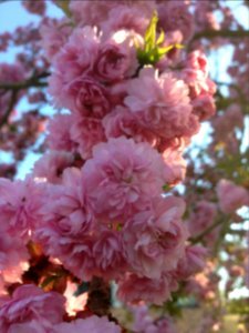 CAMILLE MORENOS - Cerisier photo