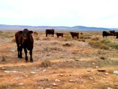 Cattle, Flinders Ranges photo