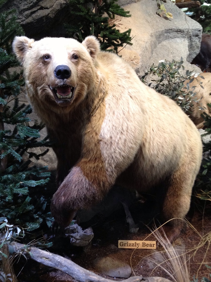 Mount taxidermy bear