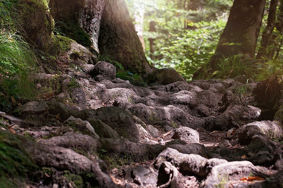 Forest nature silent