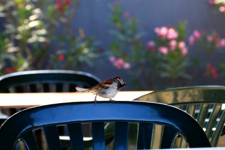 Stéphanie baumard - Le Moineau domestique (Passer domesticus) - Camargue