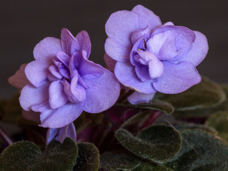 Flowers macro cyclamen