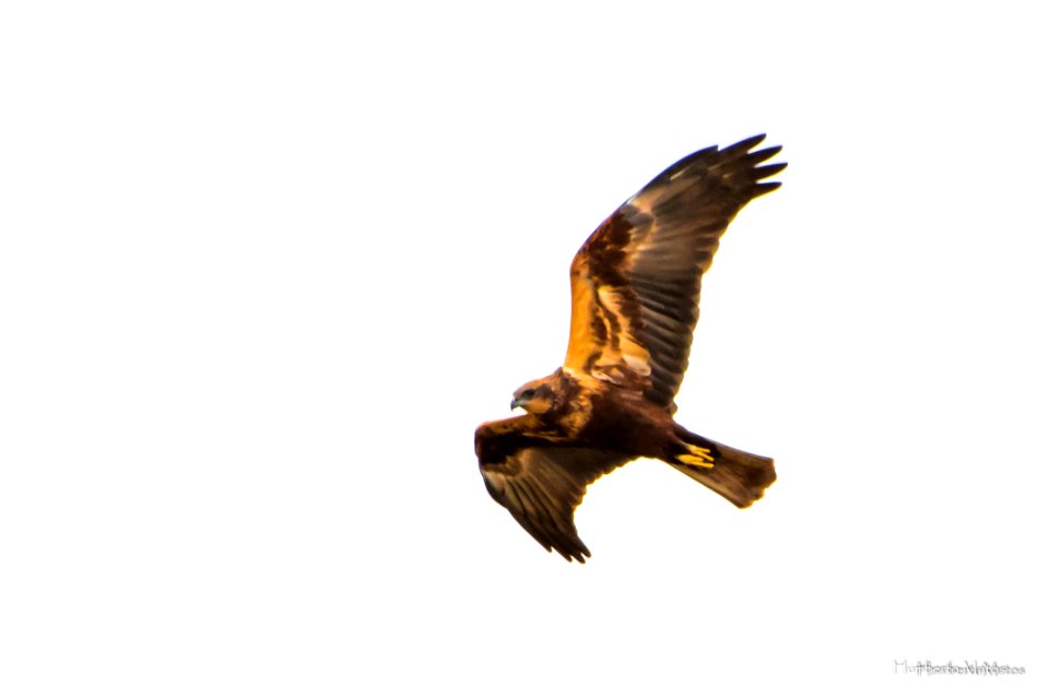 Tartaranhão-ruivo-dos-pauis ou Águia sapeira Circus aeruginosus