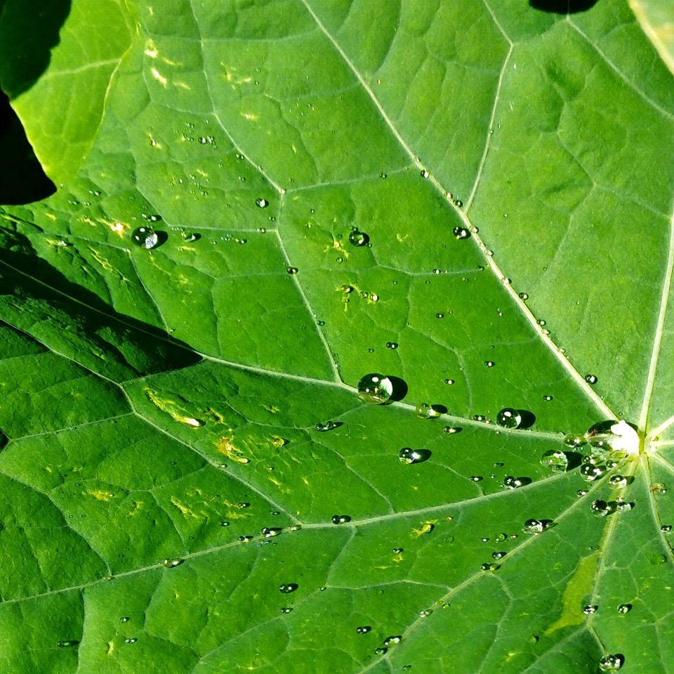 Nasturtium quicksilver