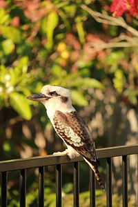 Fence bird nature photo