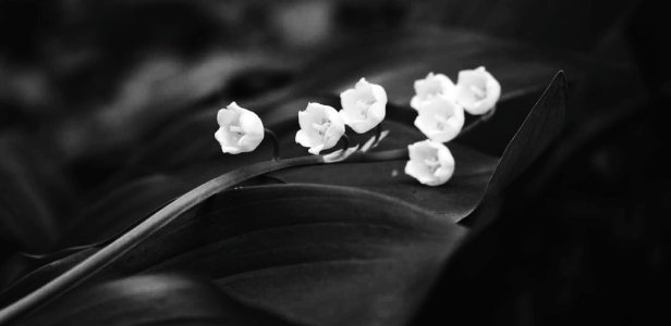 Lily of the Valley photo