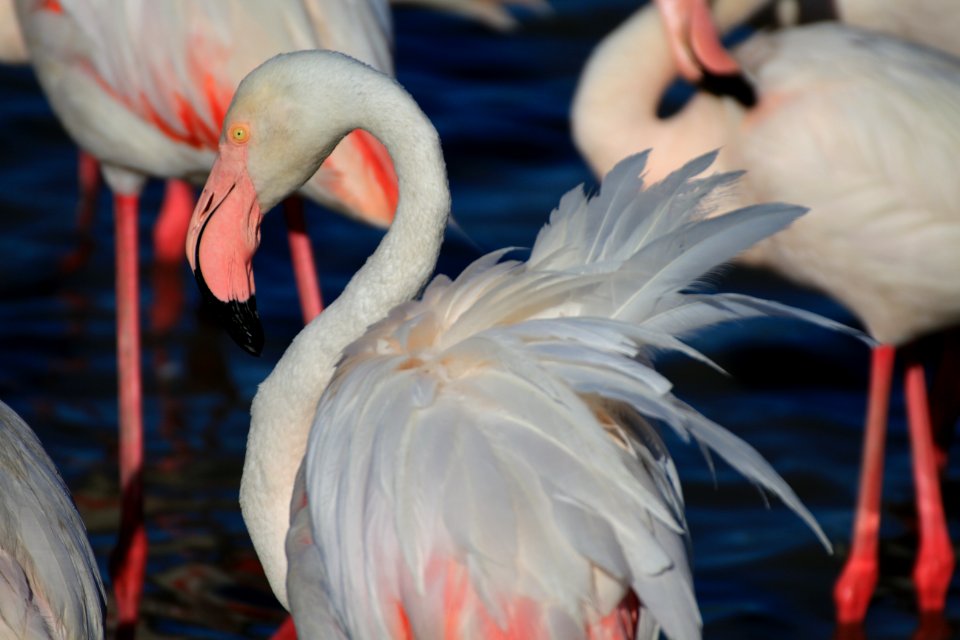 Stéphanie Baumard - Flamant rose (phoenicopterus roseus) - Camargue