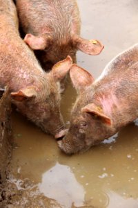 CAMILLE MORENOS - bande de cochonnes
