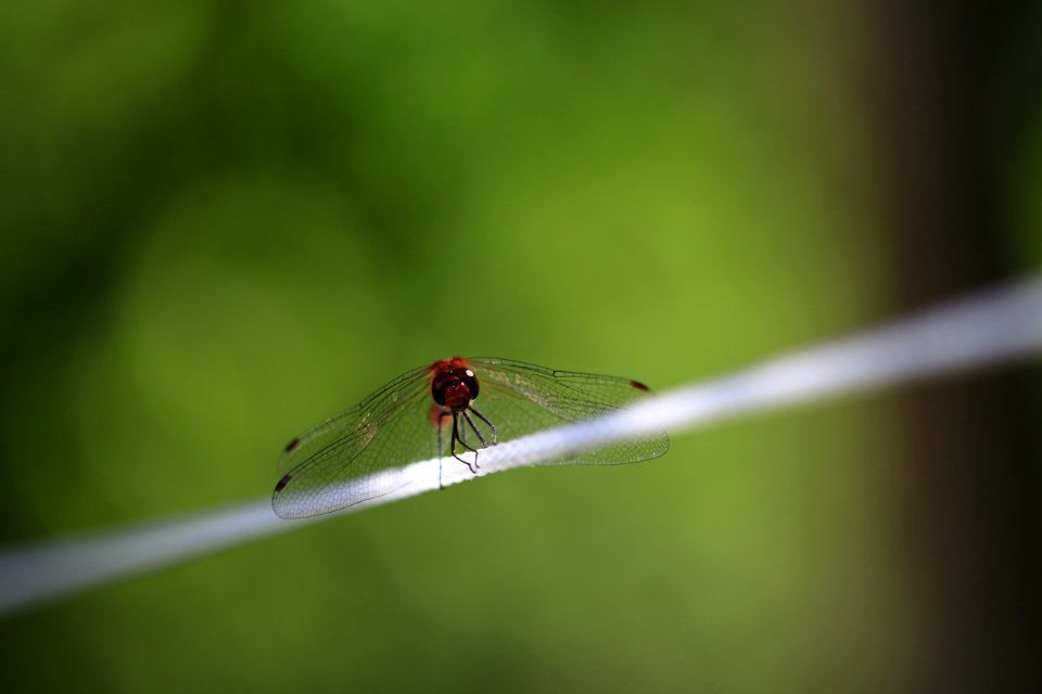 Stéphanie-baumard- Libellule - Sympétrum rouge sang "Sympètre rouge sang" (Sympetrum sanguineum) - Cognac la forêt