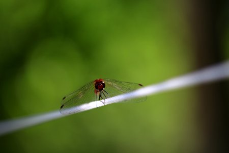 Stéphanie-baumard- Libellule - Sympétrum rouge sang "Sympètre rouge sang" (Sympetrum sanguineum) - Cognac la forêt