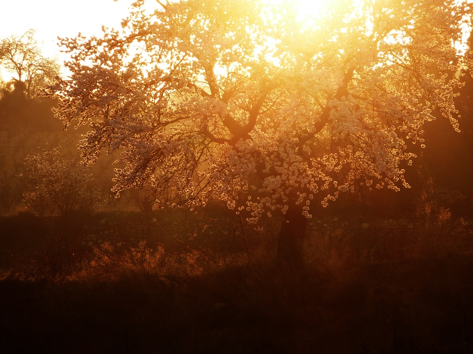 Summer tree almond tree
