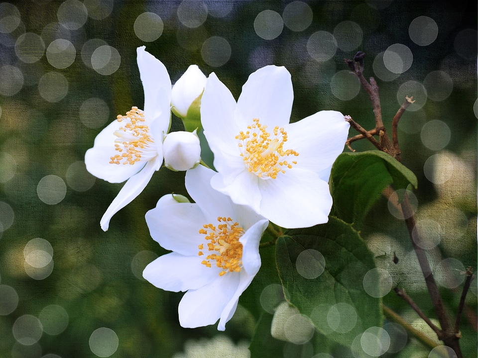 Flowers white bokeh
