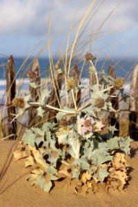 CAMILLE MORENOS -Fleur des dunes