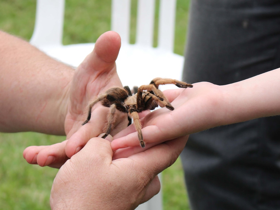 Tarantula hairy arachnophobia