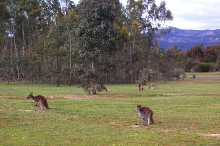 Kangaroos at Wartook