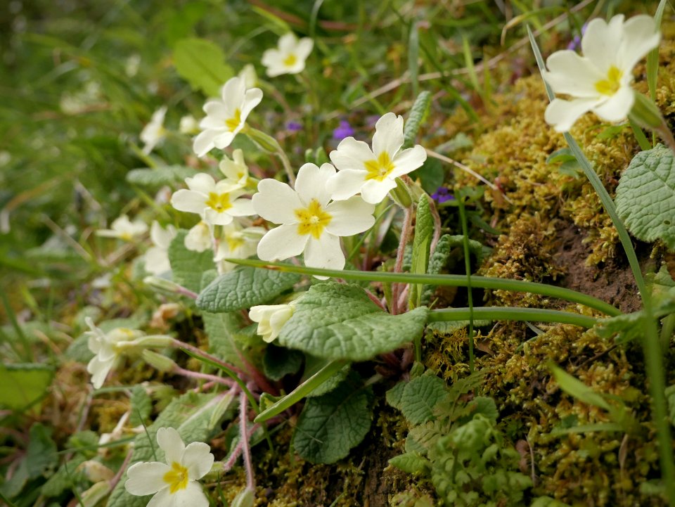 Sumark (Primroses) at Spooyt Vane, Isle of Man