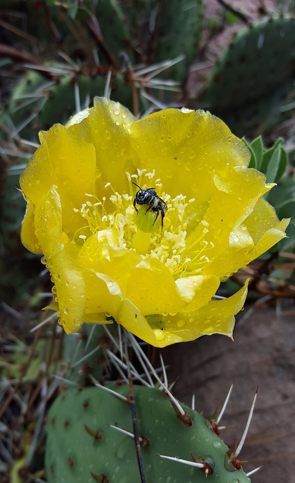 Insect cactus green