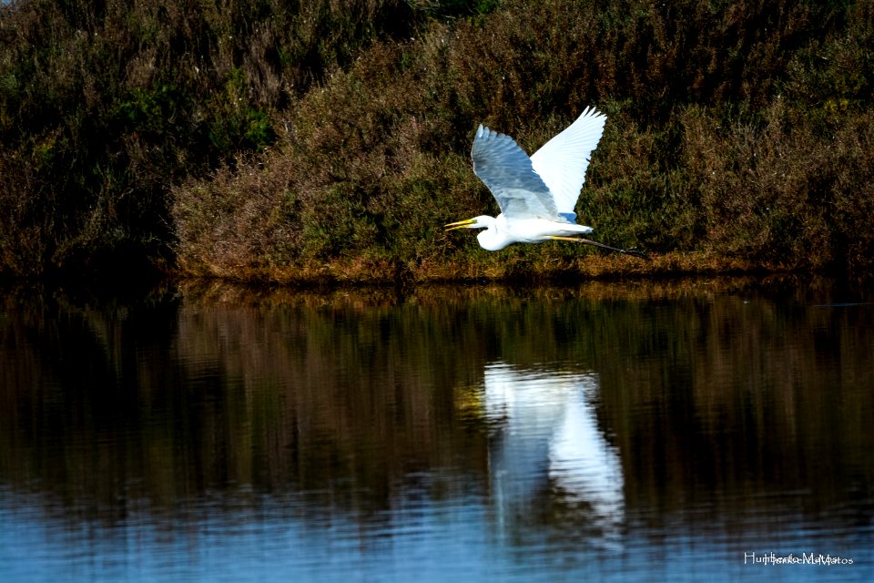 Garça-branca-grande (Egretta alba)