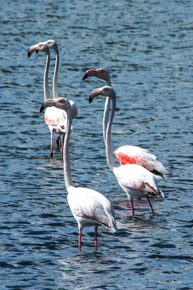 Flamingo (Phoenicopterus roseus)