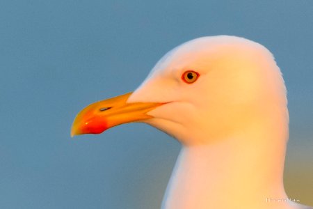 Gaivota-de-patas-amarelas ou argentea  (Larus michahellis)