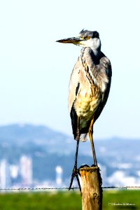 Garça-real (Ardea cinerea)