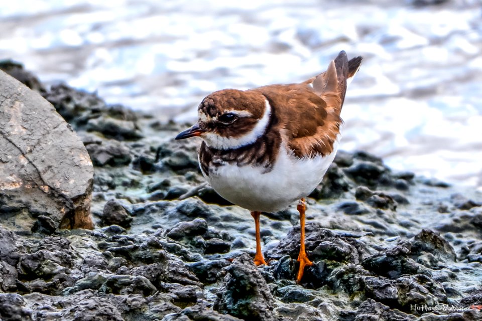 Borrelho-grande-de-coleira (Charadrius hiaticula)
