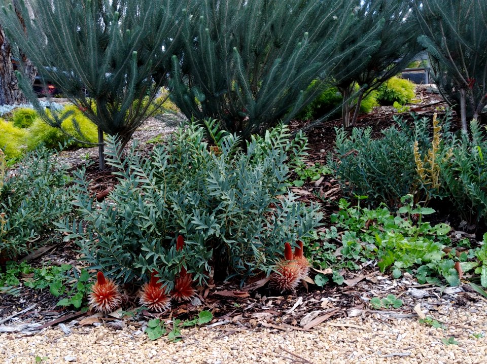 The Garden at Ukaria Concert Hall