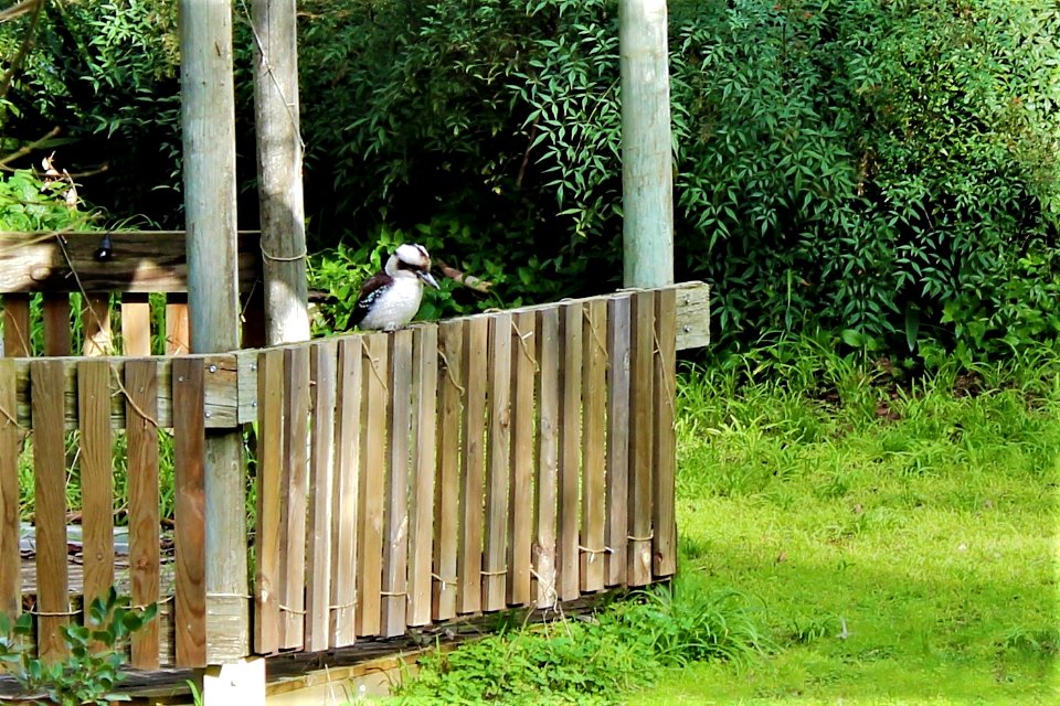 Kookaburra visits the gazebo
