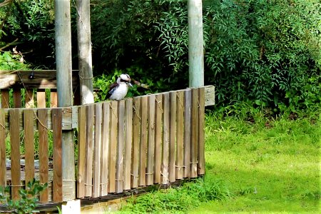 Kookaburra visits the gazebo