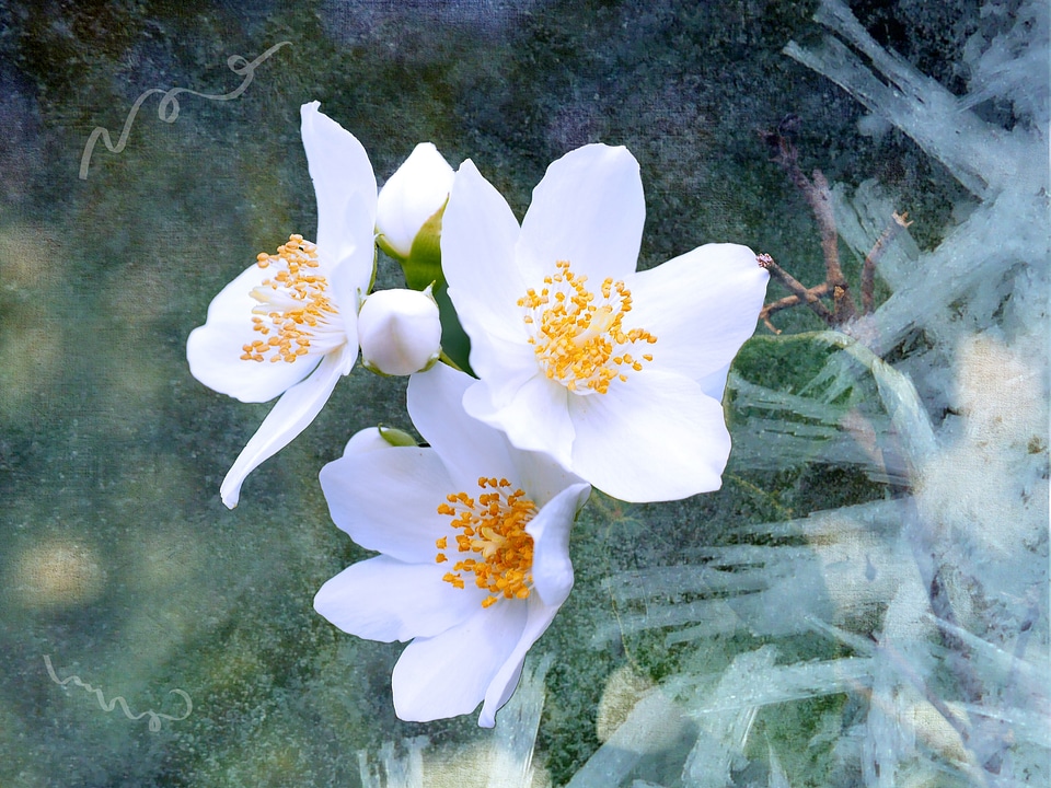Flowers white ornamental shrub