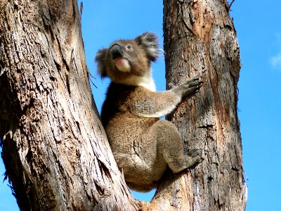 Koala