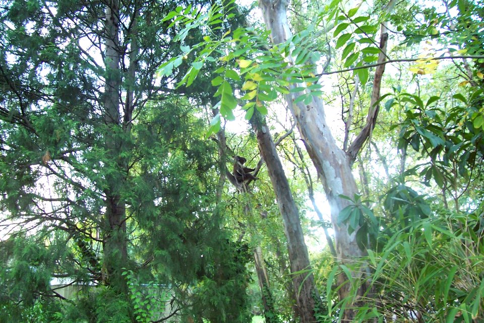Koala