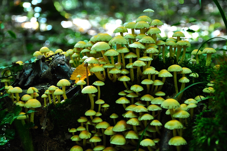 Autumn nature toxic