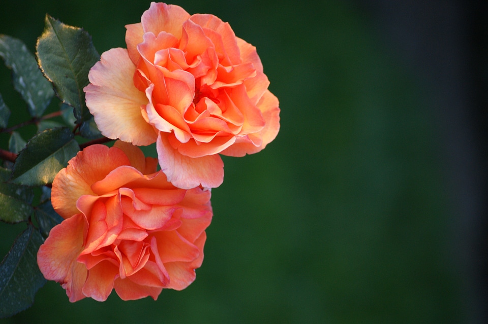 Flower plant fragrance