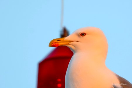 Gaivota-de-patas-amarelas ou argentea  (Larus michahellis)
