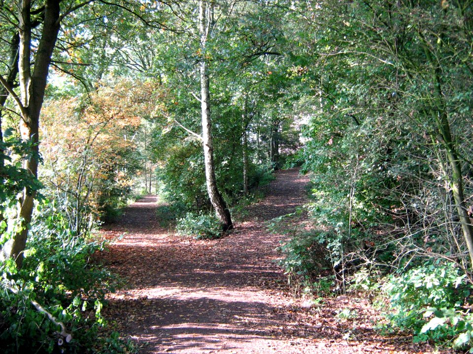 Fork in path in park photo