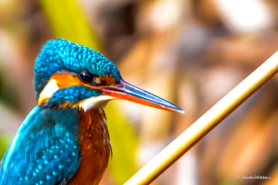 Guarda-rios (Alcedo atthis)