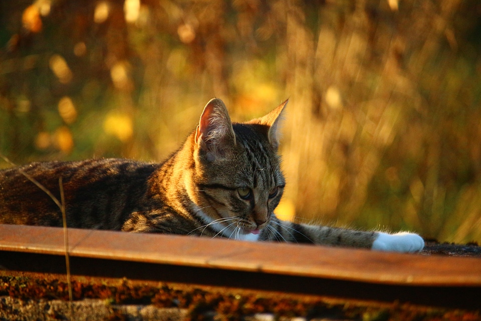 Evening light kitten fall color