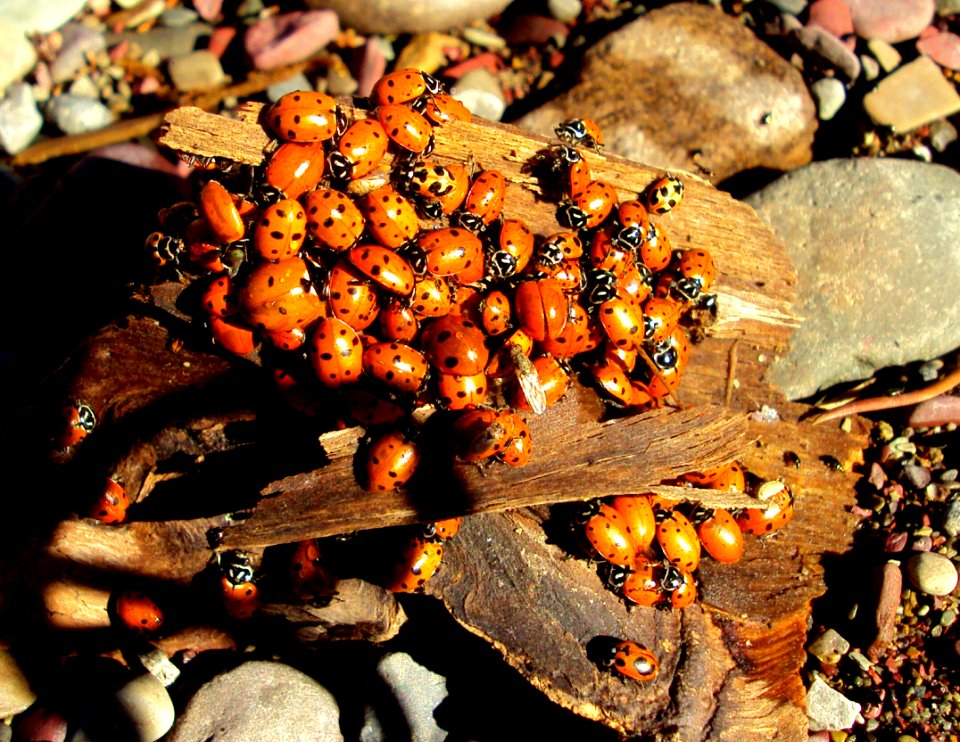 Congregating convergent ladybugs, Hippodamia convergens