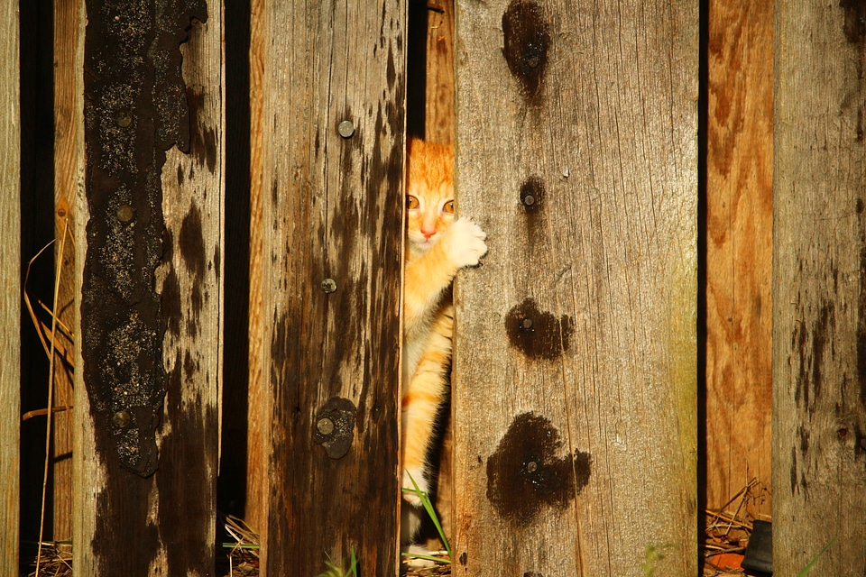 Hiding place red mackerel tabby cat baby
