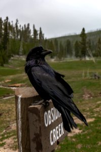American Crow photo