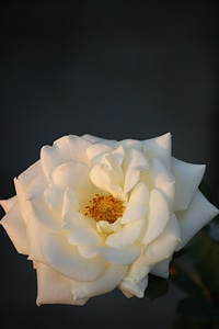 Blossom bloom rose bloom