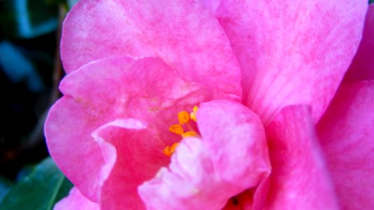 A Peek in Pink