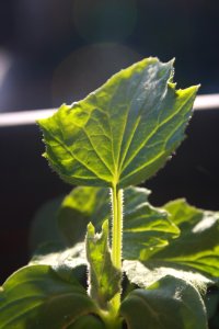 Jeune cornichon
