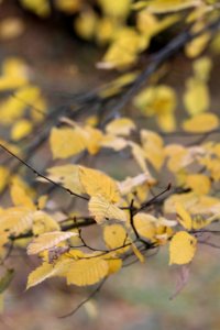 CAMILLE MORENOS - branche d'automne