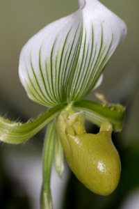 CAMILLE MORENOS - orchidée sabot